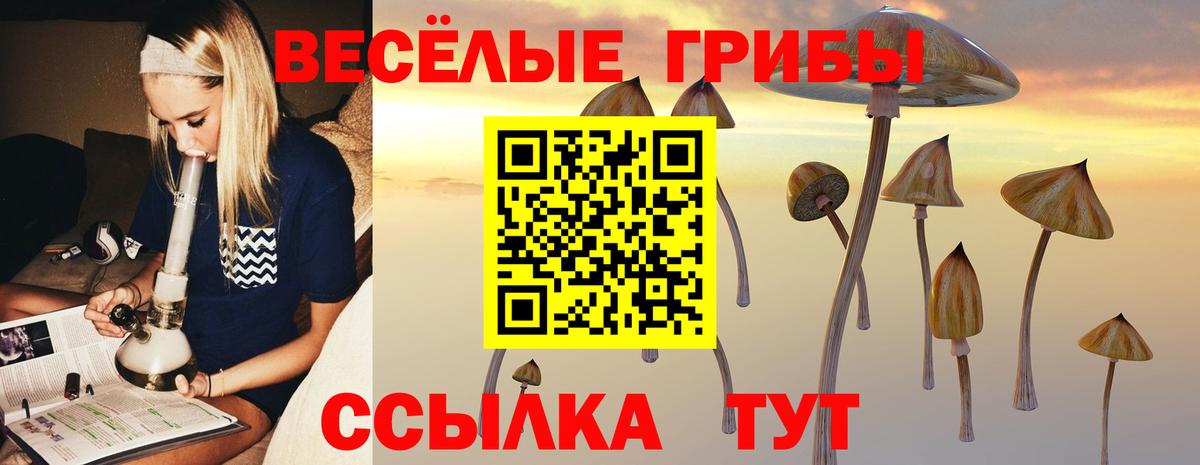 Галлюциногенные грибы Psilocybe Елец